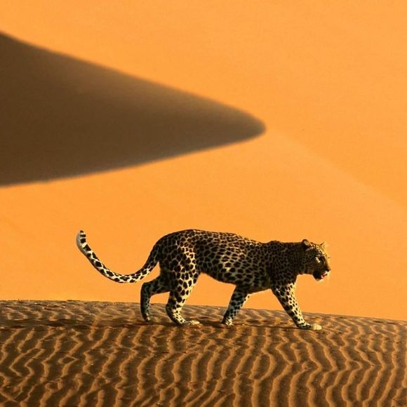 Meet your Posher, Maggie - Picture 1 of 1